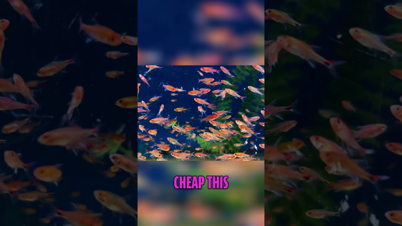 Ruby Tetra: Stunning and Cheap!