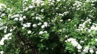 Snowmound Spirea Shrub Flowers Look Like #Snow! #lowmaintenance