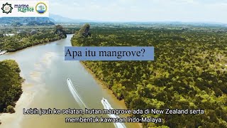 Apa sih Ekosistem Mangrove itu?