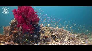 Scuba Diving Halmahera with Proco Island Bambu Resort