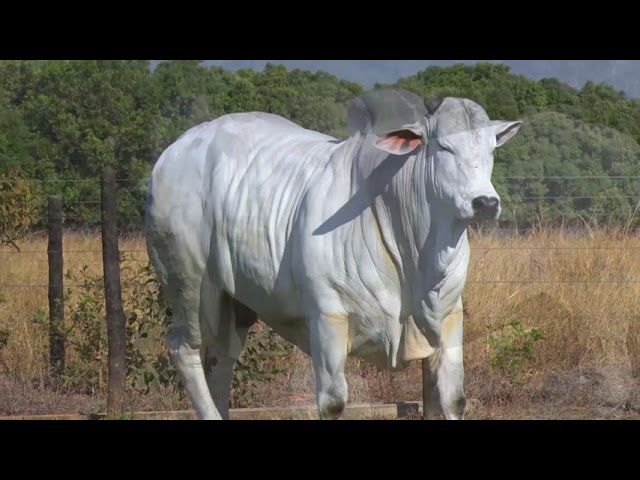 LOTE 18 - 7628 | 42º MEGA LEILÃO ANUAL CARPA TOUROS