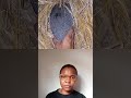 what animal is this ?#nest #farmingbusiness #duet #pepperspray
