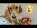 Golden Retriever Ball Pit Bath