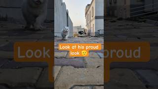 Look at him walking like a king 👑 #1million #walkingcat #catking #catshorts #meow #cutecat #viral