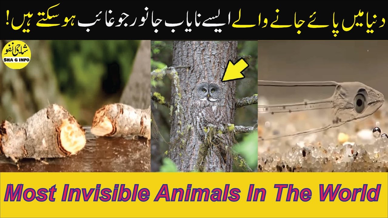 دنیا میں موجود ایسے جانور جو غائب ہو سکتے ہیں | Most Invisible Animals ...
