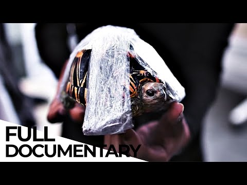 How Wildlife Trafficking Prospers Online and Puts Species in Danger | ENDEVR Documentary documentary thumbnail