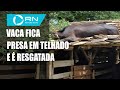 Vaca fica presa em telhado e é resgatada por bombeiros em SC