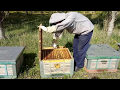 Beekeeping. Пчелы на опылении.