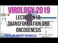 Virology Lectures 2019 #18: Transformation and Oncogenesis