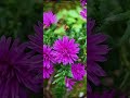 小秋菊以最美姿态展示秋天之美。#一花一草一世界 #好看的花一定要分享给你 #捕捉身边的花草 #赏花🌸听音乐🎶