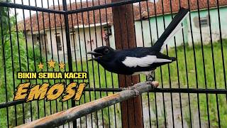 SUARA PANCINGAN KACER INI BIKIN KACER APAPUN NAIK EMOSI ON GACOR LANGSUNG NYAUT