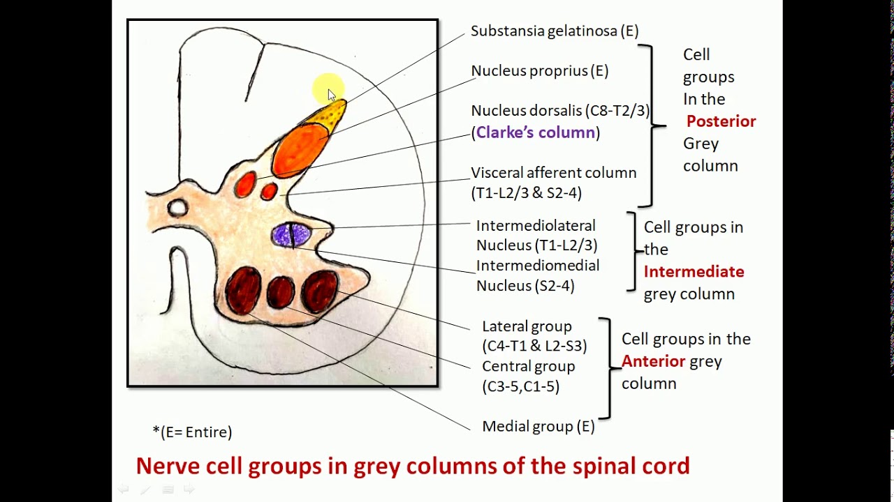 Anatomy of Spinal cord Part 2 - YouTube