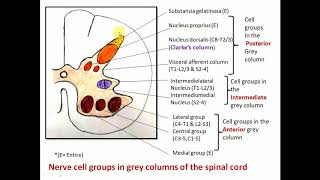 Anatomy of Spinal cord Part 2
