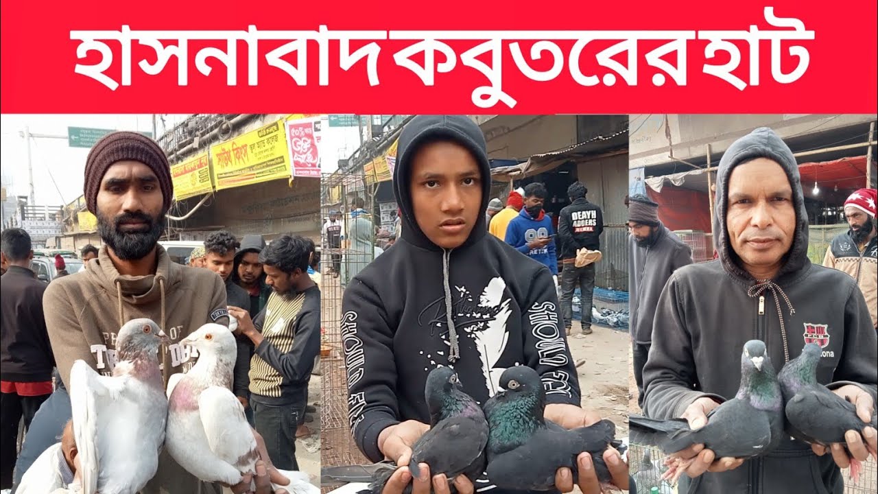 ২৭/১২/২০২৫,হাসনাবাদ কবুতরের হাট। আজ রোজ শনিবার। হাট টি প্রতি সপ্তাহে শনিবার এবং বুধবার বসে।