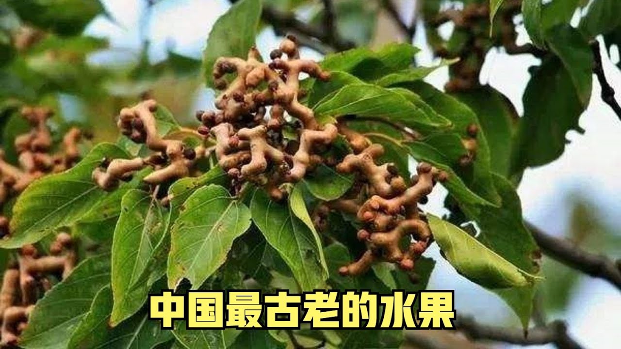 被称为中国最古老的水果，枳椇，拐枣，营养价值极高 - YouTube