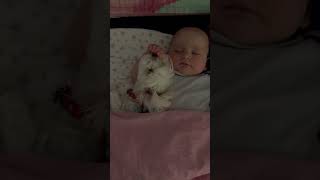 Puppy Sneezes While Snuggling With Child