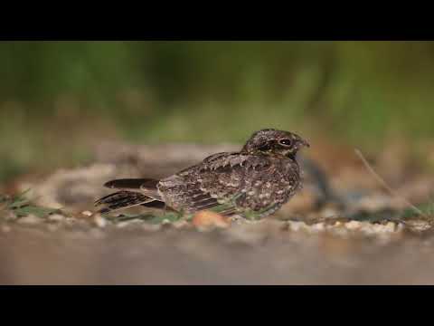 Indian nightjar
