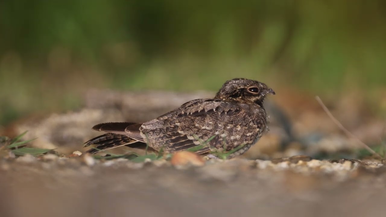 Indian nightjar