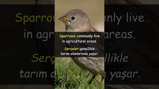 Serçe İngilizcede Nasıl Denir?