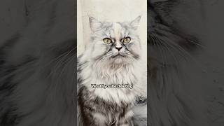 If you had to delete one thing 🌍 #catshorts #funnycat #catvideos #cutecat #viralshorts #kitten #cat