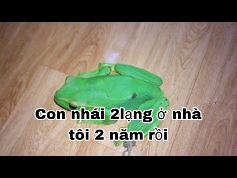 Video ếch xanh ở nhà tôi 2 năm rồi - youtube