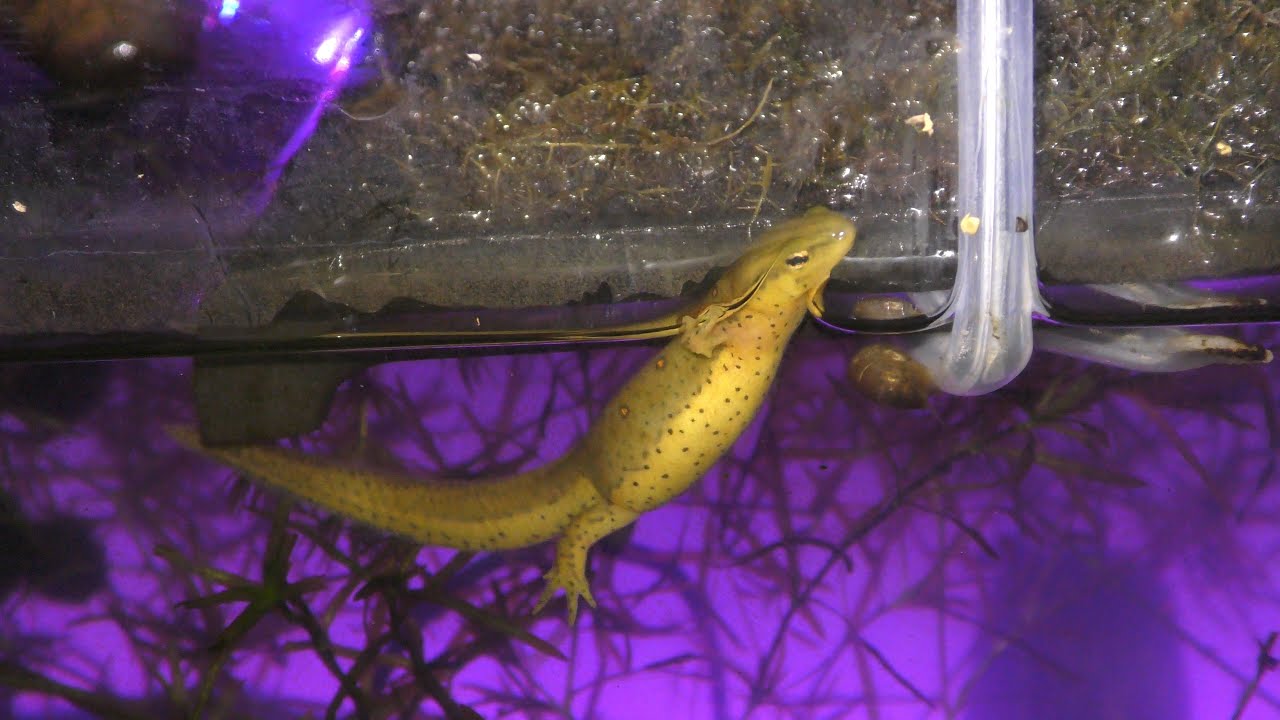 Восточные тритоны дышат воздухом