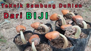 Teknik SAMBUNG bengkok DuRIAN Dari biji