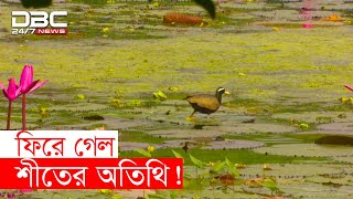 এবার এসেও ফিরে গেল জাহাঙ্গীরনগরের অতিথি পাখি screenshot 4