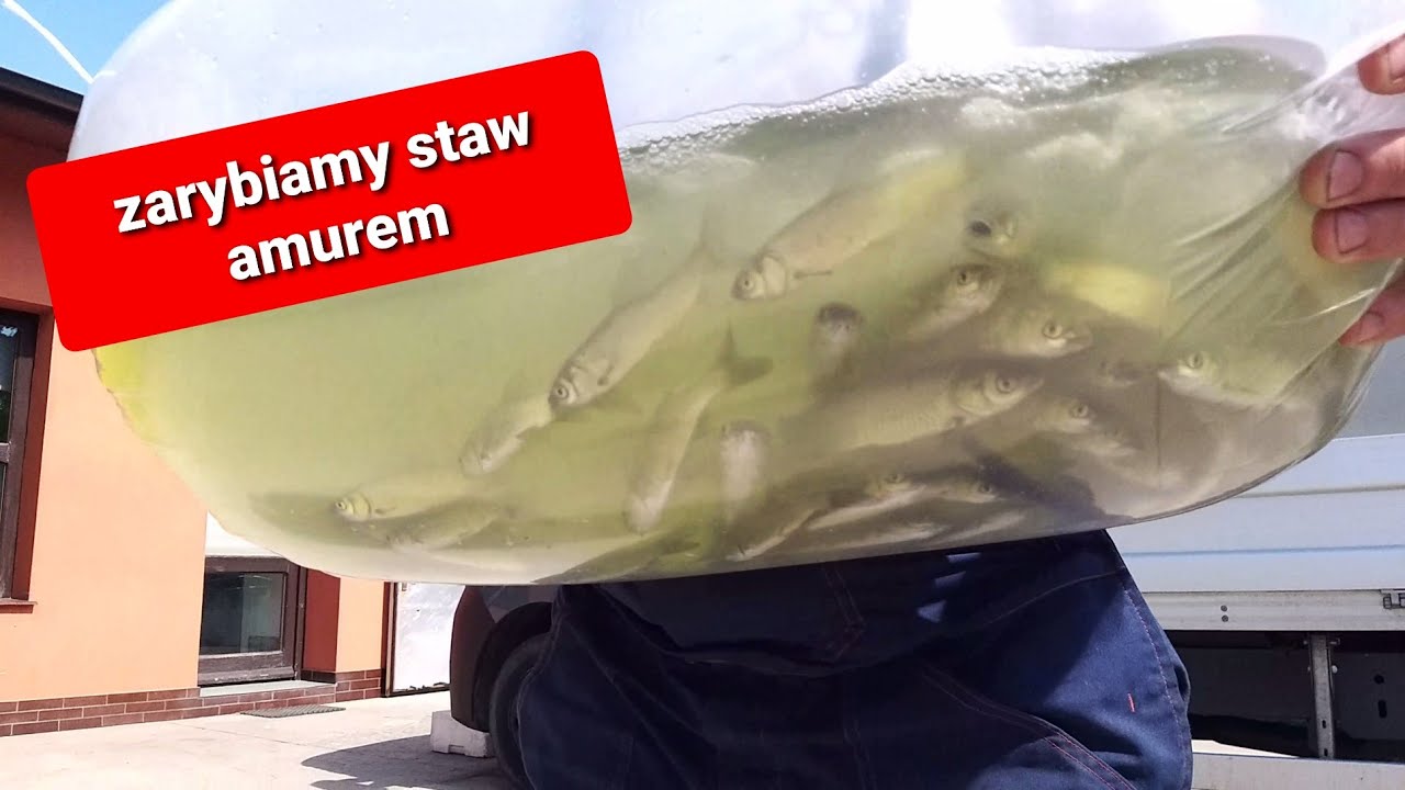 Zarybianie stawu amurem. Ratujemy zarastajacy staw. Dzikie zarybianie stawu amurem. #zarybianie