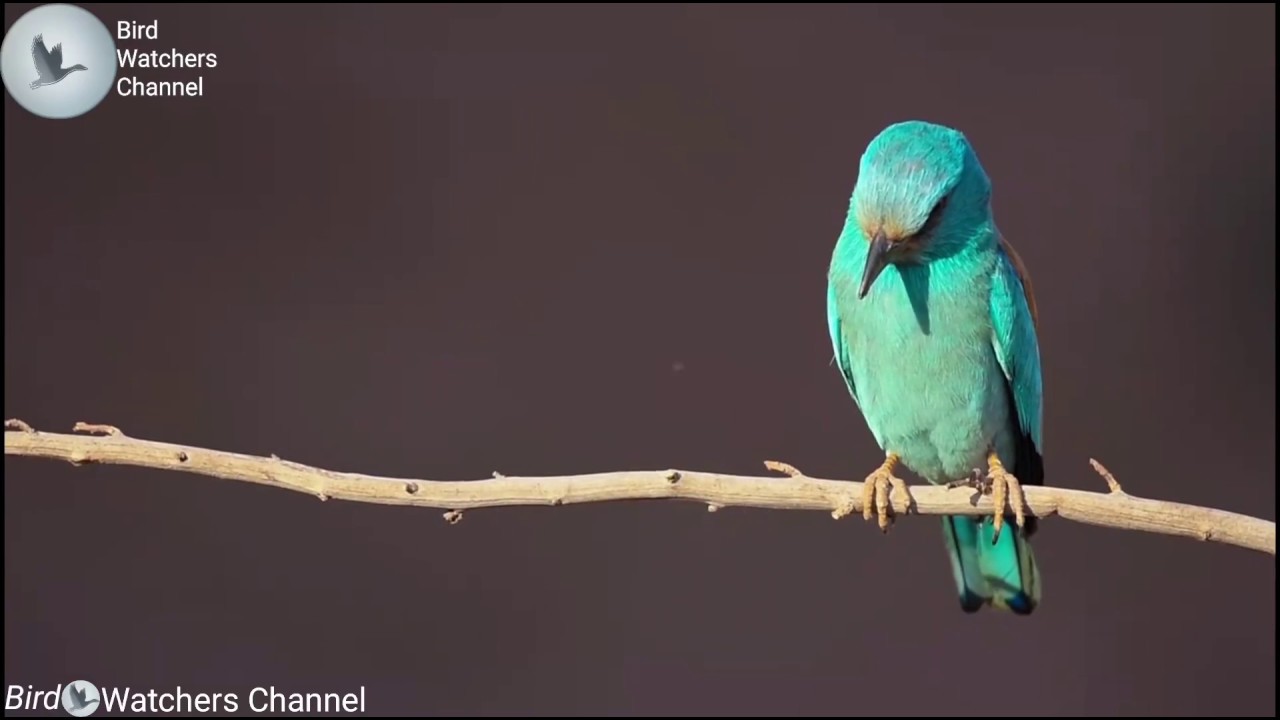 European roller