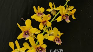 live sale berbagai anggrek ,  28 oktober 2022 . wa 085648088911