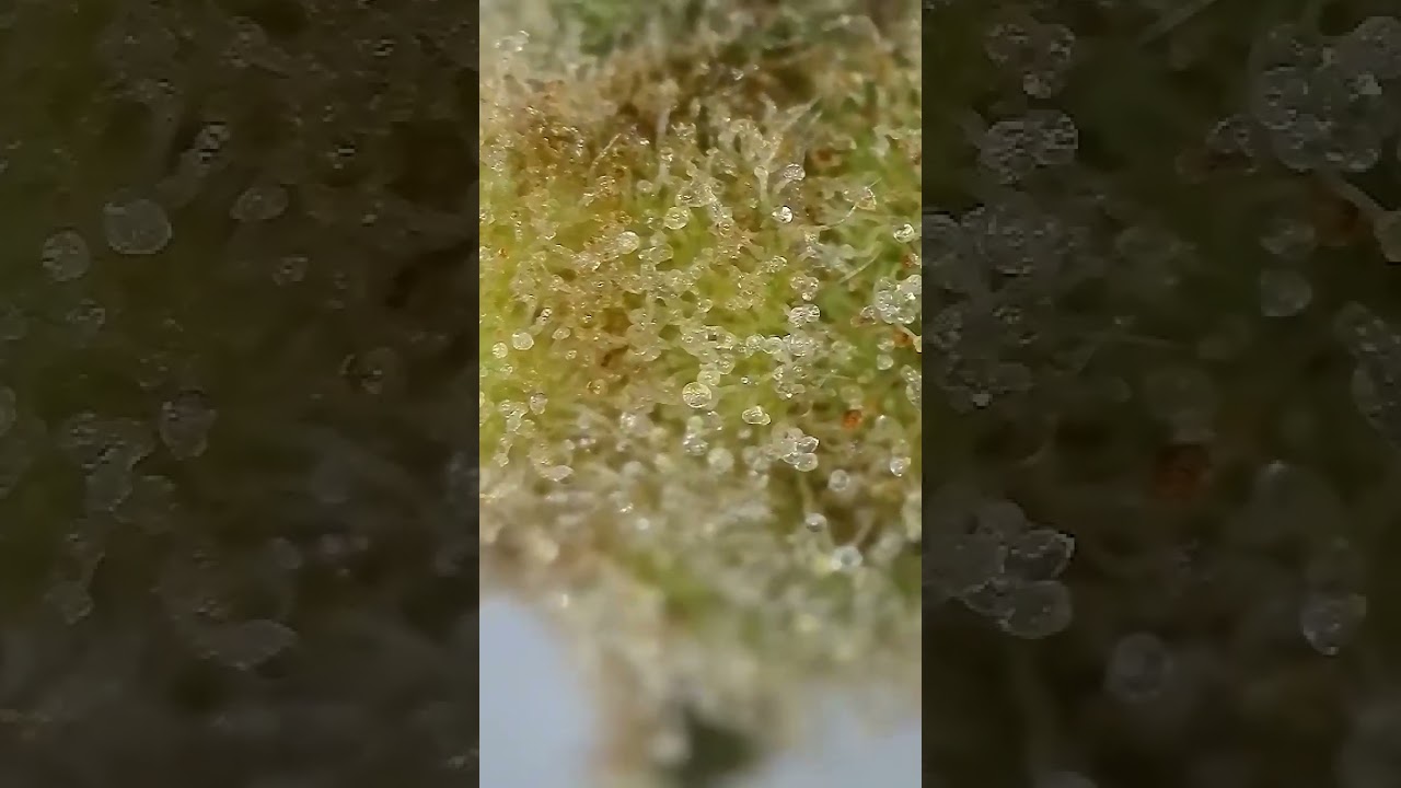 Trichomes Under the Microscope 🔬 (50x–1000x Multiple Views)