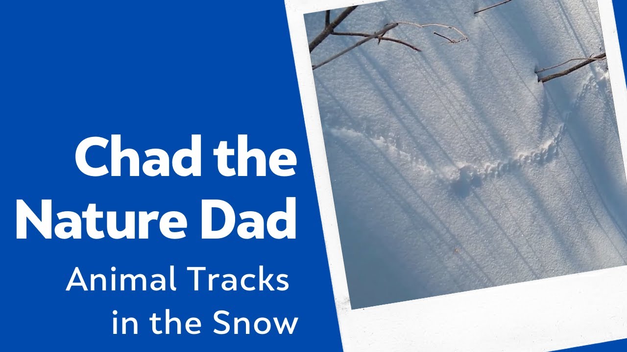 Chad the Nature Dad: Animal Tracks in the Snow