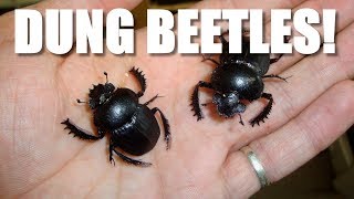 DUNG BEETLE Timelapse