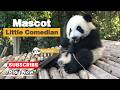 【Panda's Growing-up Diary】Episode 6 The Ultimate Funny Moments Of Sesame | iPanda