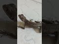 Lagartixa fingindo de morta!