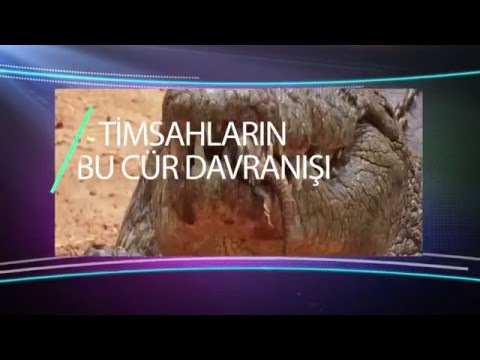 Timsahlar balalarına necə qayğı göstərir?