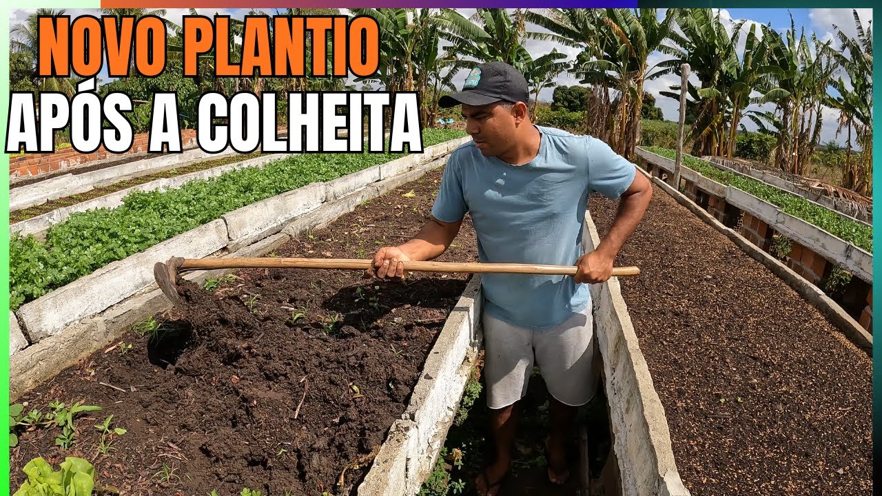 Depois da colheita como preparar o canteiro para a próxima safra