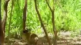 Böyle Gıcık Bir Maymunla Uğraşmak Gibidir Hayat . Ah Ulan Bir Elime Geçersen