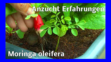 Wo wächst der Moringa Baum?