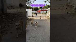 Mission Zero Hunger#786 #music #trending #dogshorts #pets #puppy #cutedog #streetdog #dogsworld #me