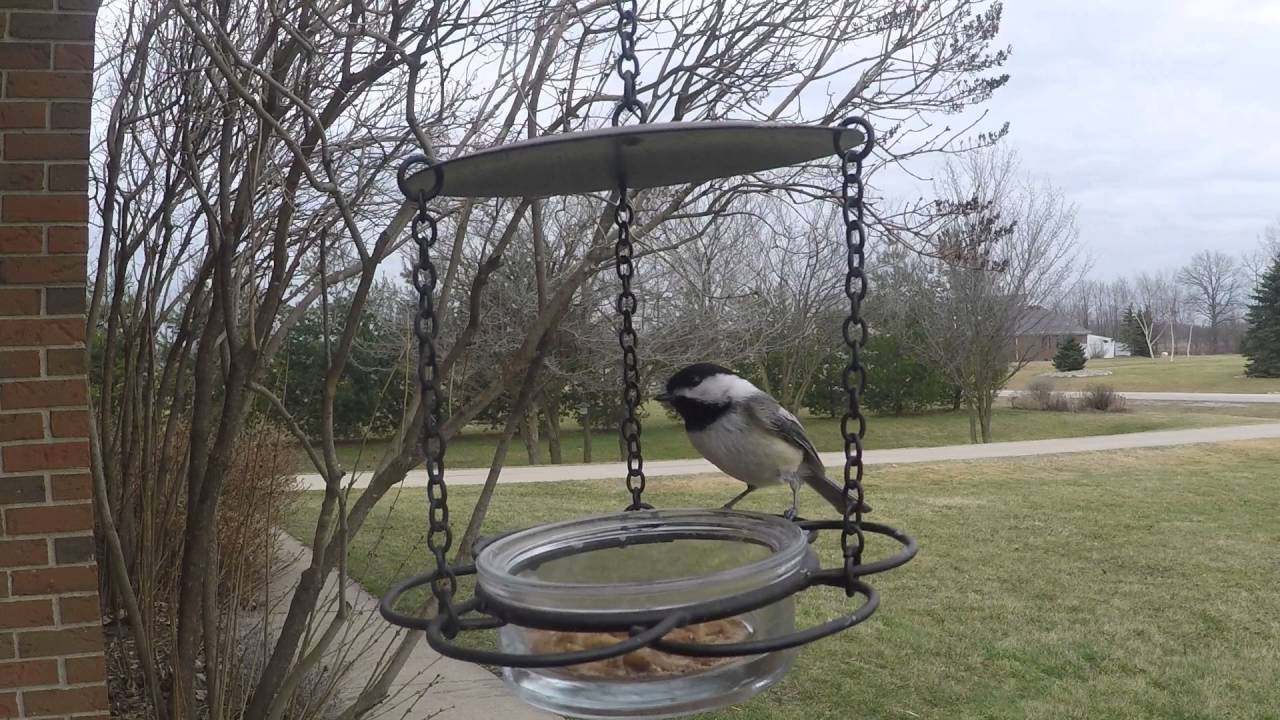 Black capped Chickadee on mealworm feeder 