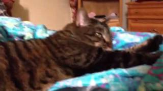 Herro kitty