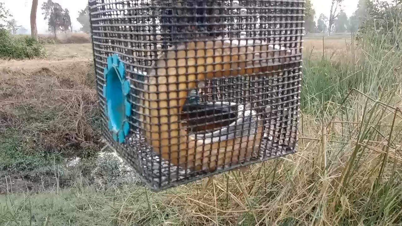 เหยื่ออะไร??? ไอ้ใหญ่ยักษ์ทั้งนั้น!!! 