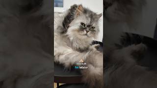 Born to be audio credit @ddp8792 (TikTok)