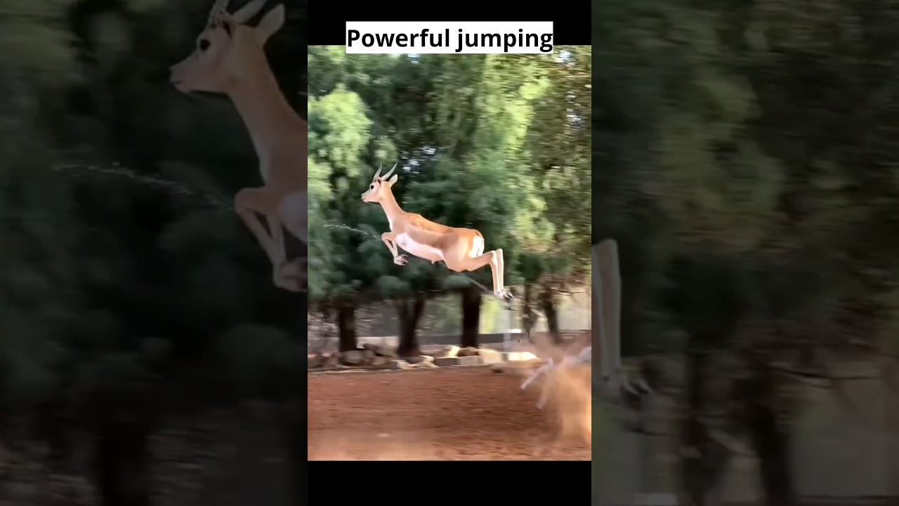 Powerful jumping || ability holds cervids key to escaping predators 🤯