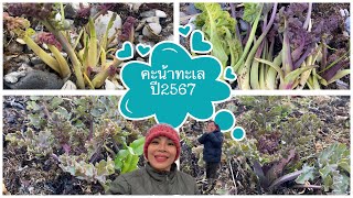 คะน้าทะเลปี 2567 # ยอดแก้วอ่อนสวย # สุดยอดความฟินปีหนึ่งมีครั้งเดียว # sea kale.15/4/2024.