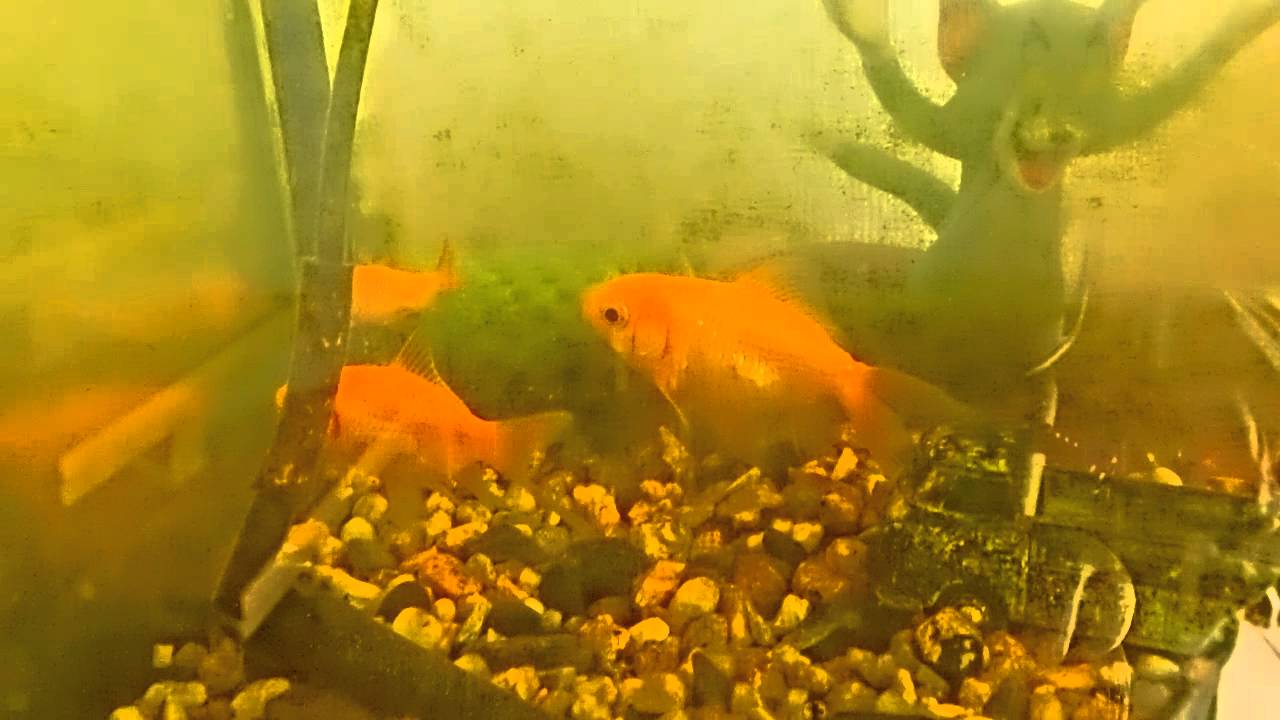 金魚 弱い異常行動 15 08 14 8 45 Am Youtube
