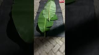 Agak laen kau , agak laen bapakmu , agak laen kau sekeluarga