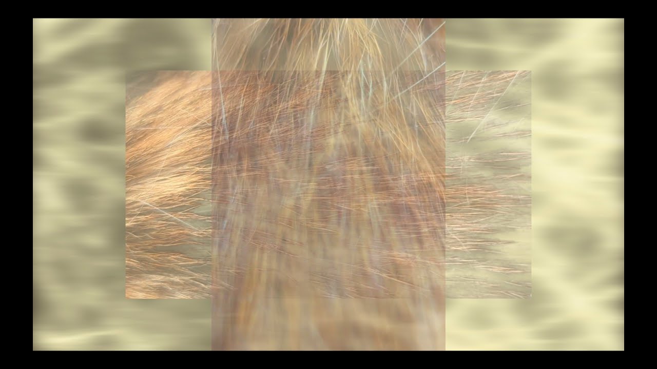 Zephyr Nova - Call of the Mingus [official music video]